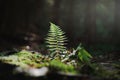 Fern leaf on light in the dark forest in summer Royalty Free Stock Photo
