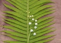 Fern leaf and lily of the valley on a brown wooden background. Freshness and tenderness.