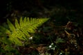 Fern leaf lit by sun on the forest floor Royalty Free Stock Photo