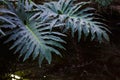 Fern leaf macro