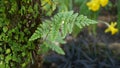 Fern leaf, moss and tree bark in forest, California USA. Springtime morning atmosphere, delicate tiny green creeper