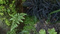 Fern leaf, moss and tree bark in forest, California USA. Springtime morning atmosphere, delicate tiny green creeper