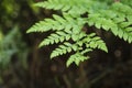 Fern leaf in a natural environment, rumohra adiantiformis. Concept of nature Royalty Free Stock Photo