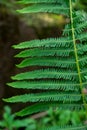 Fern leaf pattern in Himalayan forests in cold region having blur background