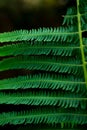 Fern leaf pattern in Himalayan forests in cold region having blur background