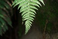 Green Fern leaf pattern in Himalayan forests in cold region having blur background