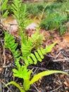 the fern leaf pose on the ground upright