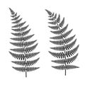 Fern Leaf Set Royalty Free Stock Photo