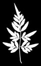 Fern leaf silhouette in black and white Royalty Free Stock Photo
