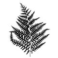 Fern leaf silhouette.