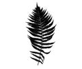 Fern leaf silhouette isolated on white Royalty Free Stock Photo