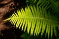 Fern leaf single in the forest.