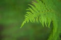 Fern leaf in soft focus on blurred green background, close-up, copy space Royalty Free Stock Photo