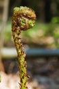 Fern leaf in spring