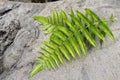 Fern leaf on the stone. Two green and fresh fern leaves on the gray background Royalty Free Stock Photo