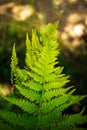 Fern leaf and sunlight, close-up. Summer Royalty Free Stock Photo