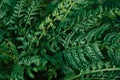 Fern leaf texture nature green background Royalty Free Stock Photo