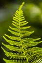 Fern leaf texture in sunlight. Green leaves abstract nature background. Close-up Royalty Free Stock Photo