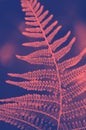 Fern leaf texture in sunlight. Green leaves abstract nature background. Close-up. Trendy duotone Royalty Free Stock Photo