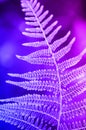 Fern leaf texture in sunlight. Green leaves abstract nature background. Close-up. Trendy neon Royalty Free Stock Photo