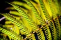 Fern leaf under mornig light Royalty Free Stock Photo