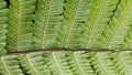 Fern Leaf Underside with Spore Patterns Royalty Free Stock Photo