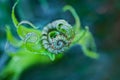 Fern leaf unfurling in macro close up view. Royalty Free Stock Photo