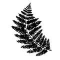 Fern leaf vector, ink plant outline, hand drawing, black silhouette