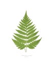 Fern leaf vintage illustration by Edward Joseph Lowe. Digitally enhanced by rawpixel