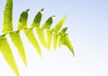 Fern leaf with a water drop humidity in the morning light with a blue sky background Royalty Free Stock Photo