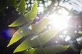 Fern leaf with a water drop humidity on the morning sunlight in the tropical forest Royalty Free Stock Photo