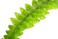 Fern leaf with water droplets