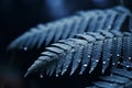 a fern leaf with water droplets on it Royalty Free Stock Photo