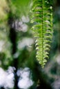 Fern leaf with water drops Royalty Free Stock Photo