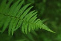 Fern leaf with water drops Royalty Free Stock Photo