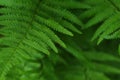 Fern leaf with water drops Royalty Free Stock Photo