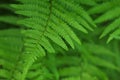 Fern leaf with water drops Royalty Free Stock Photo
