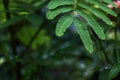 Fern leaf with water drops closeup