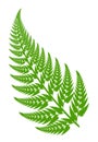 Fern leaf Royalty Free Stock Photo