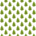 Fern leaf on white background, creative square pattern