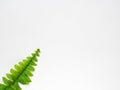 Fern leaf on white background