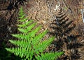 Fern leaf, Yosemite, Yosemite National Park Royalty Free Stock Photo