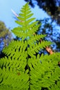 Fern leaf, Yosemite, Yosemite National Park Royalty Free Stock Photo