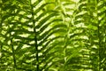 Fern leafs background