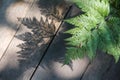 Fern leafs and its shadow