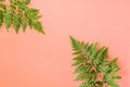 Fern leafs lay on pink background.