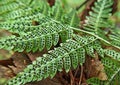 Fern leav Royalty Free Stock Photo