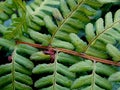 Fern leave Royalty Free Stock Photo