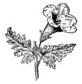 Fern-Leaved False Foxglove vintage illustration