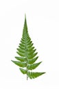 Fern Leaves